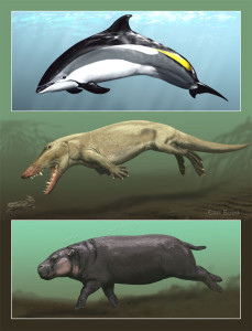 Эволюция дельфинов